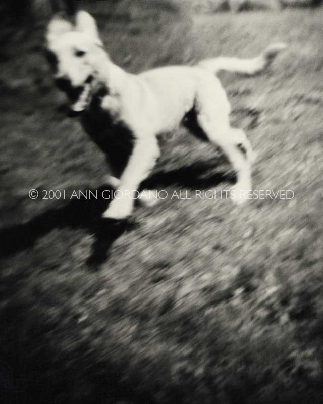 Bark No. 6 Pleasure, from the series, BARK.  White dog running.  ag_0000_1006 BW Rights Managed Image Copyright © 2001 Ann Giordano All Rights Reserved