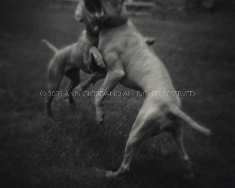 Bark No. 11 Exchange, from the series, BARK.  Two Weimaraner dogs.  ag_0000_1011 BW Rights Managed Image Copyright © 2003 Ann Giordano All Rights Reserved