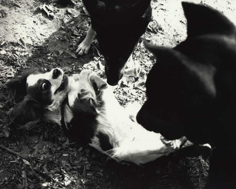 Bark No. 14 Moxie, from the series, BARK.  Three dogs.  ag_0000_1014 BW Rights Managed Image Copyright © 1995 Ann Giordano All Rights Reserved