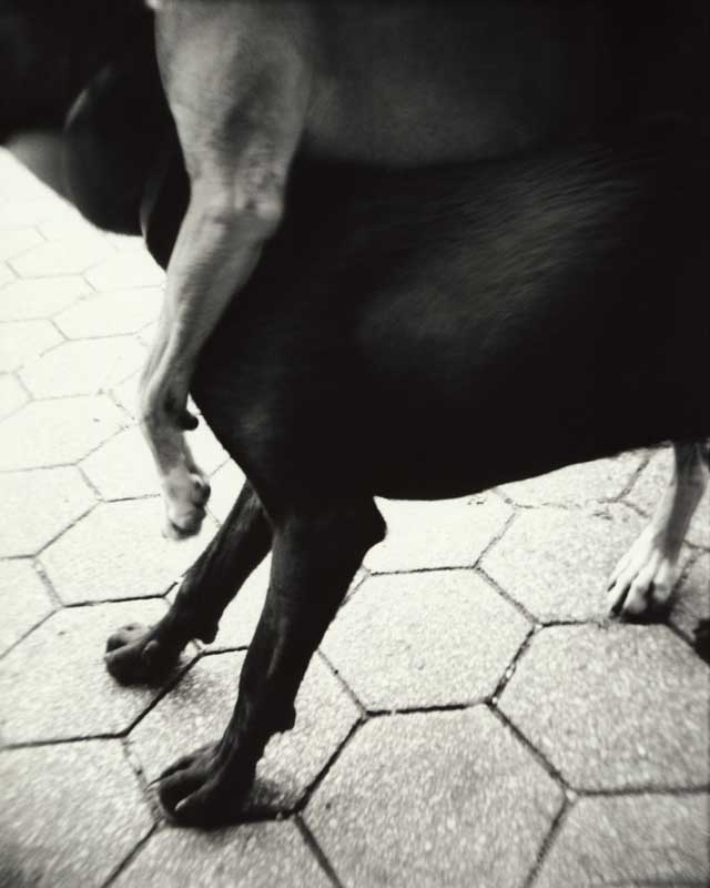 Bark No. 16 Affection, from the series, BARK.  Two dogs.  ag_0000_1016 BW Rights Managed Image Copyright © 2005 Ann Giordano All Rights Reserved