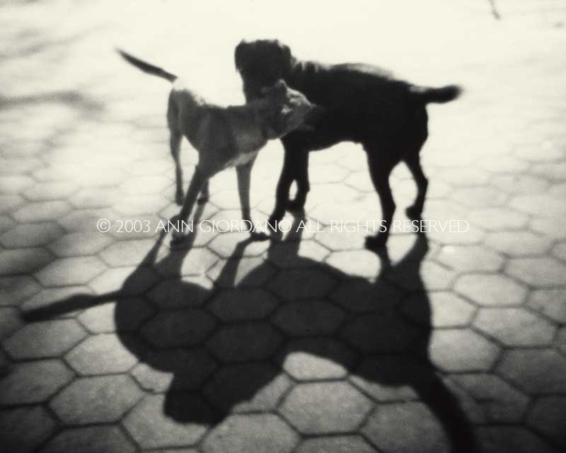 Bark No. 22 Love, from the series, BARK.  Two dogs relating.  ag_0000_1022 BW Rights Managed Image Copyright © 2003 Ann Giordano All Rights Reserved