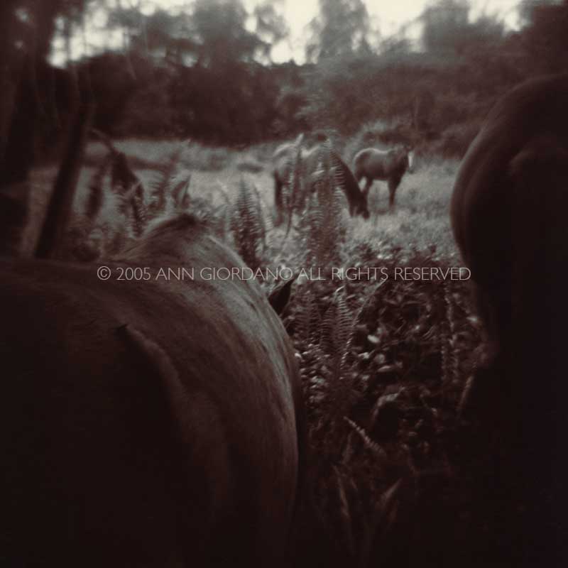 Horses.  Group of horses in field.    ag_0000_1032 Toned BW Rights Managed Image Copyright © 2005 Ann Giordano All Rights Reserved