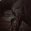 Horse.  Close up of horse shoulder, side view.  ag_0000_1033 Toned BW Rights Managed Image Copyright © 2002 Ann Giordano All Rights Reserved