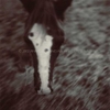 Horses.  Close up of horse head, top view.    ag_0000_1034 Toned BW Rights Managed Image Copyright © 2002 Ann Giordano All Rights Reserved