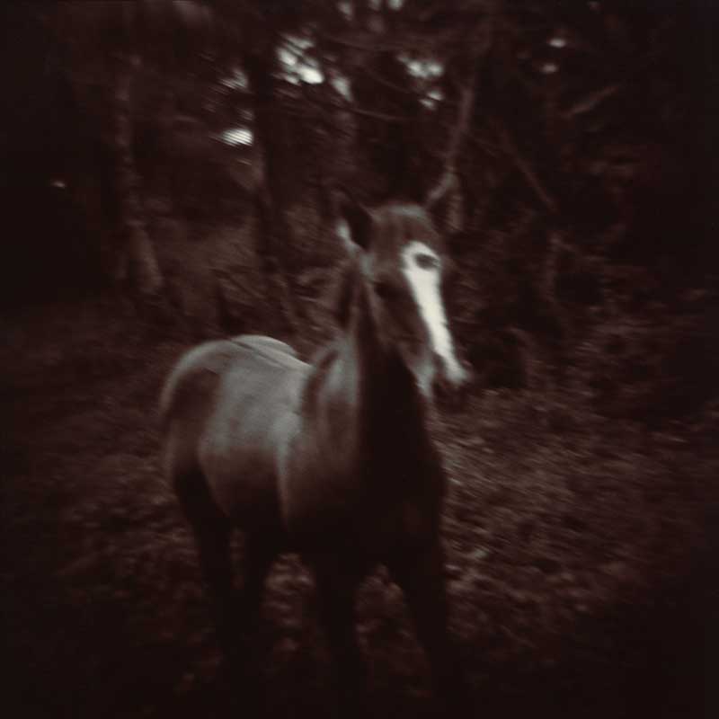 Horse.  Horse in wooded area.    ag_0000_1035 Toned BW Rights Managed Image Copyright © 2002 Ann Giordano All Rights Reserved
