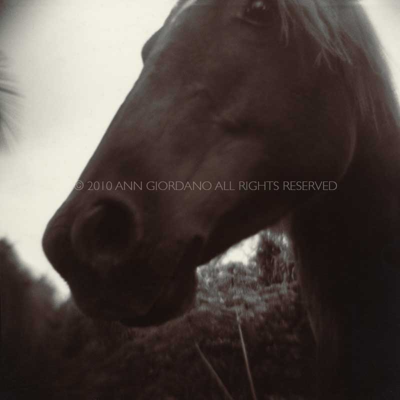 Horses.  Close up of horse head, top view.    ag_0000_1036 Toned BW Rights Managed Image Copyright © 2010 Ann Giordano All Rights Reserved