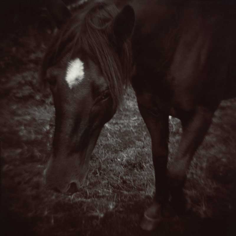 Horse.  Horse in field.  ag_0000_1038 Toned BW Rights Managed Image Copyright © 1998 Ann Giordano All Rights Reserved