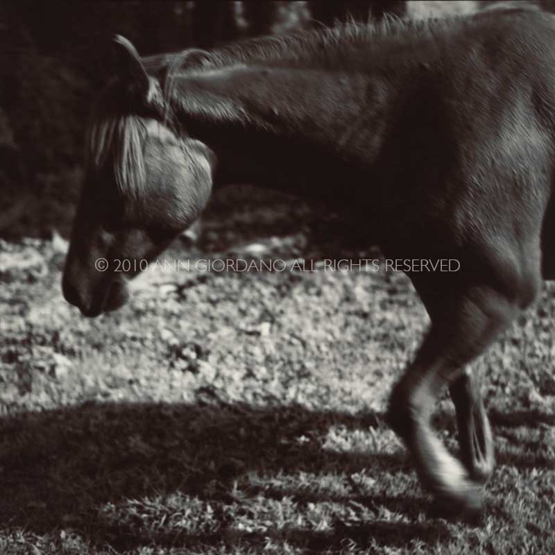 Horse.  Side view of front half of horse.    ag_0000_1039 Toned BW Rights Managed Image Copyright © 2010 Ann Giordano All Rights Reserved
