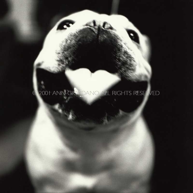 Dog Show No. 2.  Pug with Heart Shaped Tongue.  ag_0000_1066 BW Rights Managed Image Copyright © 2001 Ann Giordano All Rights Reserved
