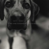 Dog Show No. 10.  Close up of Hound dog.  ag_0000_2028 BW Rights Managed Image Copyright © 2001 Ann Giordano All Rights Reserved