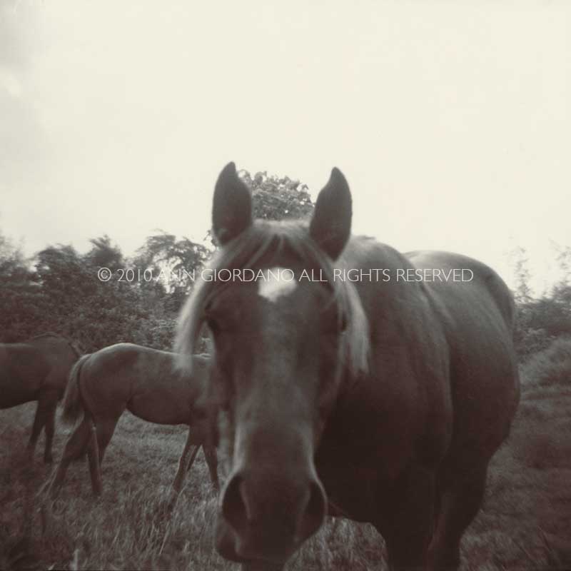 Horses.  Horses in field.  ag_0000_2052 Toned BW Rights Managed Image Copyright © 2010 Ann Giordano All Rights Reserved
