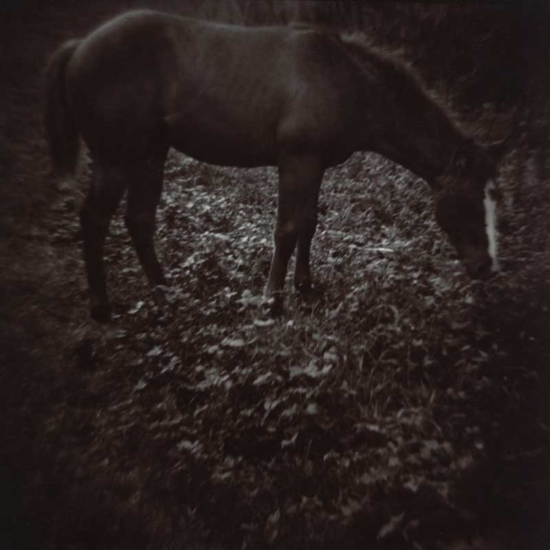 Horse.  Side view of horse in field.  ag_0000_2147 Toned BW Rights Managed Image Copyright © 2010 Ann Giordano All Rights Reserved
