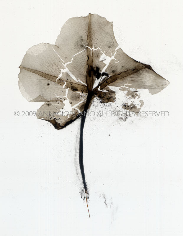 Moonflower No. 15  Photogram from the Series, In My Courtyard.  ag_0000_3136 Color Rights Managed Image Copyright © 2009 Ann Giordano All Rights Reserved 
