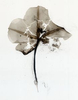 Moonflower No. 15  Photogram from the Series, In My Courtyard.  ag_0000_3136 Color Rights Managed Image Copyright © 2009 Ann Giordano All Rights Reserved 