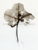 Moonflower No. 15  Photogram from the Series, In My Courtyard.  ag_0000_3136 Color Rights Managed Image Copyright © 2009 Ann Giordano All Rights Reserved 
