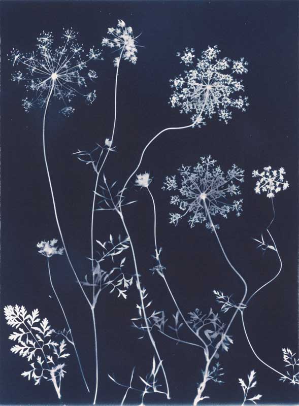 Queen Anne's Lace from the series In My Courtyard.  Unique Cyanotype from the Series, In My Courtyard.  ag_0000_3406. Color Rights Managed Image Copyright © 2012 Ann Giordano All Rights Reserved 