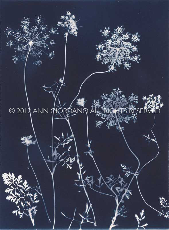 Queen Anne's Lace from the series In My Courtyard.  Unique Cyanotype from the Series, In My Courtyard.  ag_0000_3406. Color Rights Managed Image Copyright © 2012 Ann Giordano All Rights Reserved 