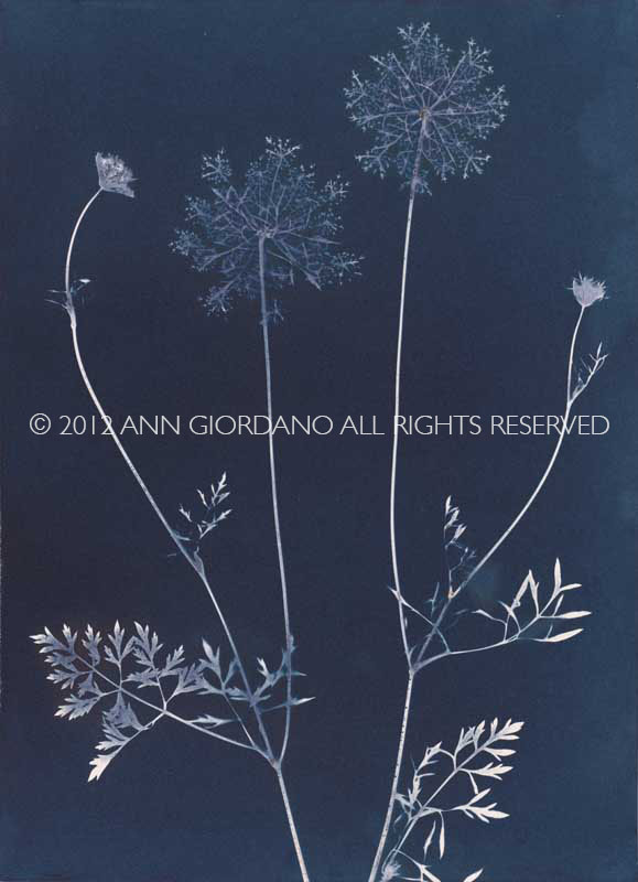 Queen Anne's Lace from the series In My Courtyard.  Unique Cyanotype from the Series, In My Courtyard.  ag_0000_3407. Color Rights Managed Image Copyright © 2012 Ann Giordano All Rights Reserved 