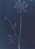 Queen Anne's Lace from the series In My Courtyard.  Unique Cyanotype from the Series, In My Courtyard.  ag_0000_3408. Color Rights Managed Image Copyright © 2012 Ann Giordano All Rights Reserved 
