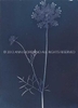 Queen Anne's Lace from the series In My Courtyard.  Unique Cyanotype from the Series, In My Courtyard.  ag_0000_3408. Color Rights Managed Image Copyright © 2012 Ann Giordano All Rights Reserved 