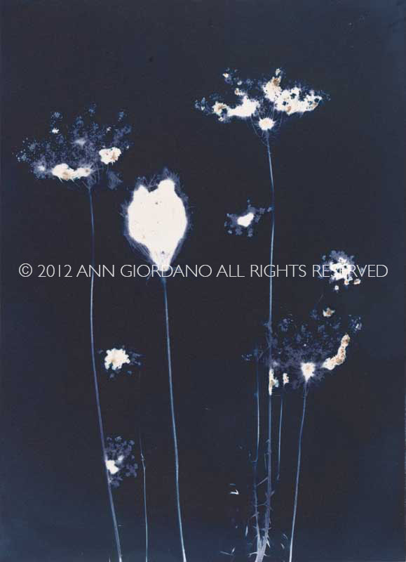 Queen Anne's Lace from the series In My Courtyard.  Unique Cyanotype from the Series, In My Courtyard.  ag_0000_3412. Color Rights Managed Image Copyright © 2012 Ann Giordano All Rights Reserved 