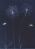 Queen Anne's Lace from the series In My Courtyard.  Unique Cyanotype from the Series, In My Courtyard.  ag_0000_3414. Color Rights Managed Image Copyright © 2012 Ann Giordano All Rights Reserved 
