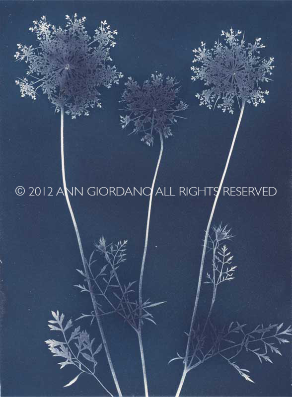 Queen Anne's Lace from the series In My Courtyard.  Unique Cyanotype from the Series, In My Courtyard.  ag_0000_3417. Color Rights Managed Image Copyright © 2012 Ann Giordano All Rights Reserved 