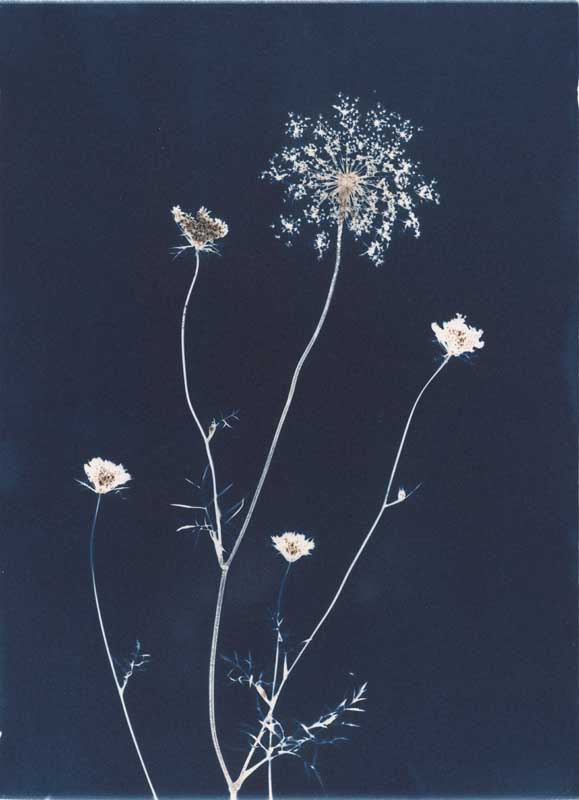 Queen Anne's Lace from the series In My Courtyard.  Unique Cyanotype from the Series, In My Courtyard.  ag_0000_3422. Color Rights Managed Image Copyright © 2012 Ann Giordano All Rights Reserved 