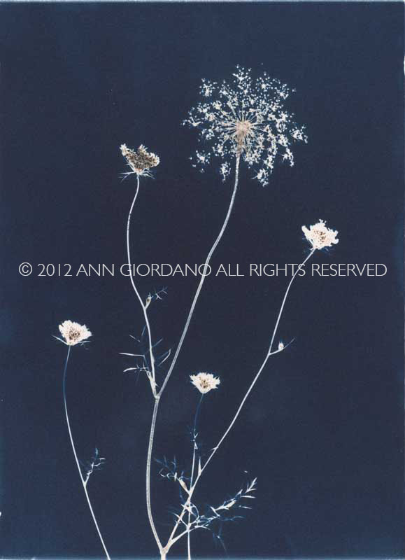 Queen Anne's Lace from the series In My Courtyard.  Unique Cyanotype from the Series, In My Courtyard.  ag_0000_3422. Color Rights Managed Image Copyright © 2012 Ann Giordano All Rights Reserved 