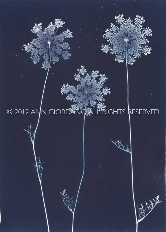 Queen Anne's Lace from the series In My Courtyard.  Unique Cyanotype from the Series, In My Courtyard.  ag_0000_3423. Color Rights Managed Image Copyright © 2012 Ann Giordano All Rights Reserved 