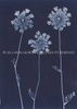 Queen Anne's Lace from the series In My Courtyard.  Unique Cyanotype from the Series, In My Courtyard.  ag_0000_3423. Color Rights Managed Image Copyright © 2012 Ann Giordano All Rights Reserved 