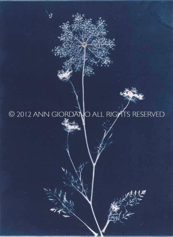 Queen Anne's Lace from the series In My Courtyard.  Unique Cyanotype from the Series, In My Courtyard.  ag_0000_3424. Color Rights Managed Image Copyright © 2012 Ann Giordano All Rights Reserved 