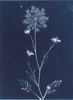 Queen Anne's Lace from the series In My Courtyard.  Unique Cyanotype from the Series, In My Courtyard.  ag_0000_3424. Color Rights Managed Image Copyright © 2012 Ann Giordano All Rights Reserved 