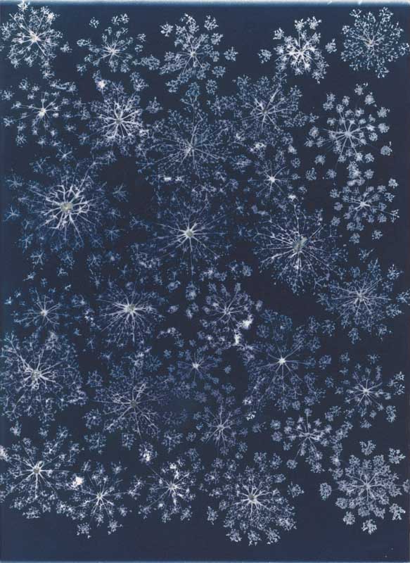 Queen Anne's Lace from the series In My Courtyard.  Unique Cyanotype from the Series, In My Courtyard.  ag_0000_3432. Color Rights Managed Image Copyright © 2012 Ann Giordano All Rights Reserved 