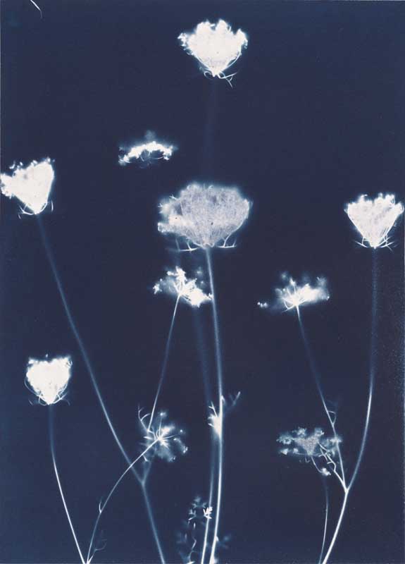 Queen Anne's Lace from the series In My Courtyard.  Unique Cyanotype from the Series, In My Courtyard.  ag_0000_3433. Color Rights Managed Image Copyright © 2012 Ann Giordano All Rights Reserved 