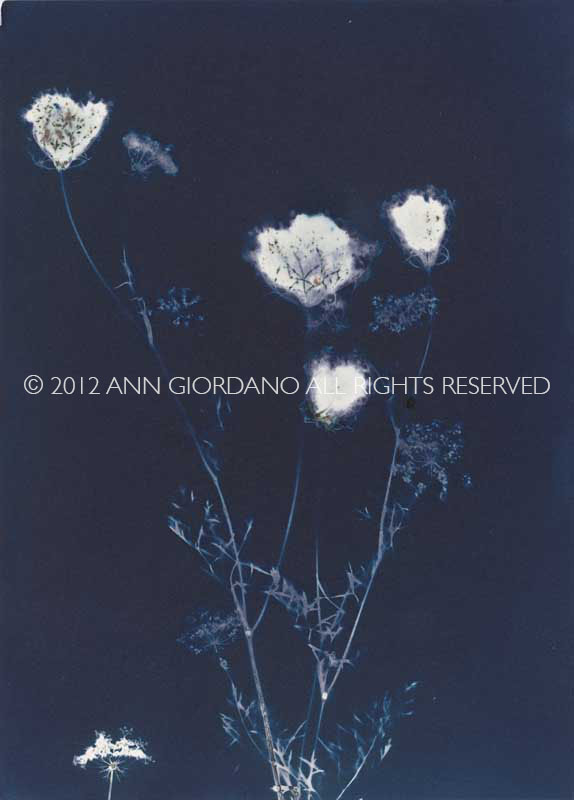 Queen Anne's Lace from the series In My Courtyard.  Unique Cyanotype from the Series, In My Courtyard.  ag_0000_3436. Color Rights Managed Image Copyright © 2012 Ann Giordano All Rights Reserved 