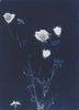 Queen Anne's Lace from the series In My Courtyard.  Unique Cyanotype from the Series, In My Courtyard.  ag_0000_3436. Color Rights Managed Image Copyright © 2012 Ann Giordano All Rights Reserved 