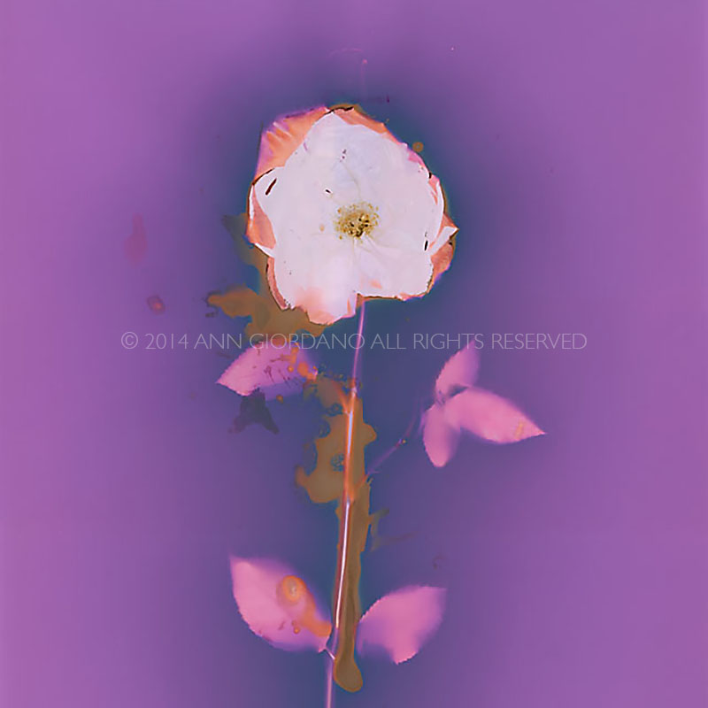 Rose.  Lumen Print from the Series, In My Courtyard.  ag_0000_3523  Color Rights Managed Image Copyright © 2014 Ann Giordano All Rights Reserved 