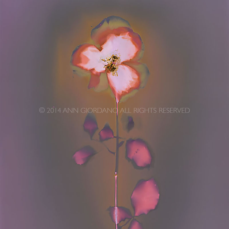 Rose.  Lumen Print from the Series, In My Courtyard.  ag_0000_3524  Color Rights Managed Image Copyright © 2014 Ann Giordano All Rights Reserved 