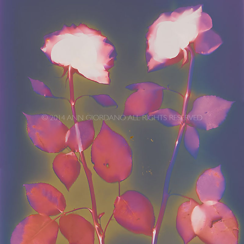 Two Roses.  Lumen Print from the Series, In My Courtyard.  ag_0000_3525  Color Rights Managed Image Copyright © 2014 Ann Giordano All Rights Reserved 