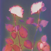 Two Roses.  Lumen Print from the Series, In My Courtyard.  ag_0000_3525  Color Rights Managed Image Copyright © 2014 Ann Giordano All Rights Reserved 