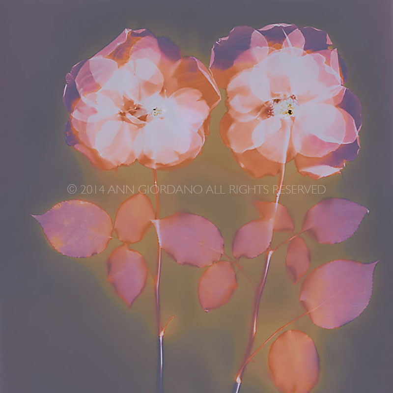 Two Roses (detail) Lumen Print from the Series, In My Courtyard.  ag_0000_3526  Color Rights Managed Image Copyright © 2014 Ann Giordano All Rights Reserved 