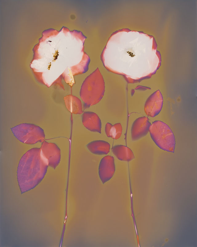 Two Roses.  Lumen Print from the Series, In My Courtyard.  ag_0000_3528  Color Rights Managed Image Copyright © 2014 Ann Giordano All Rights Reserved 