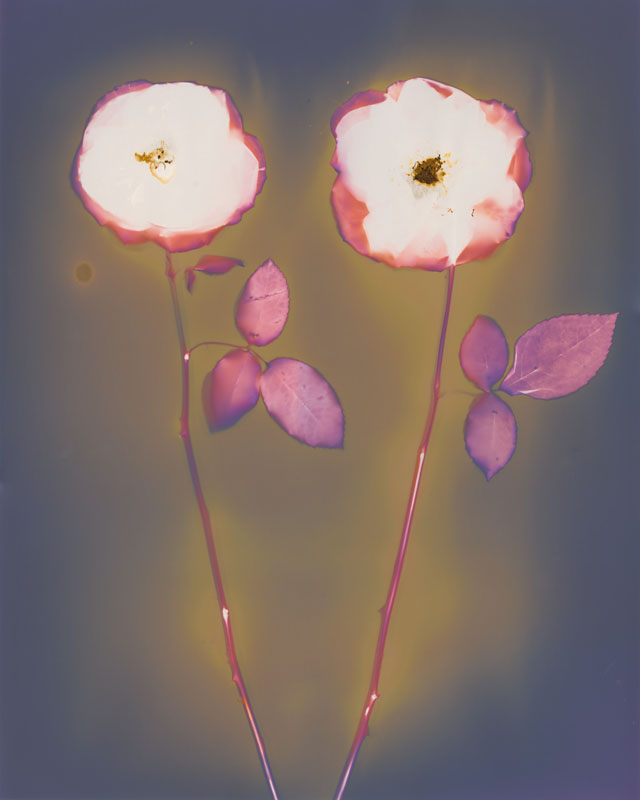 Two Roses.  Lumen Print from the Series, In My Courtyard.  ag_0000_3529  Color Rights Managed Image Copyright © 2014 Ann Giordano All Rights Reserved 