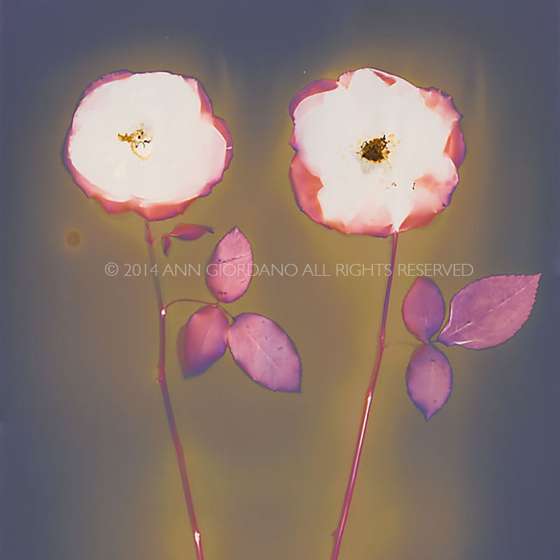 Two Roses.  Lumen Print from the Series, In My Courtyard.  ag_0000_3529  Color Rights Managed Image Copyright © 2014 Ann Giordano All Rights Reserved 