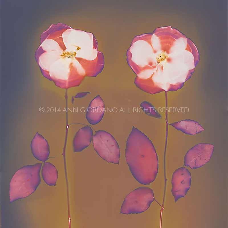 Two Roses.  Lumen Print from the Series, In My Courtyard.  ag_0000_3530  Color Rights Managed Image Copyright © 2014 Ann Giordano All Rights Reserved 