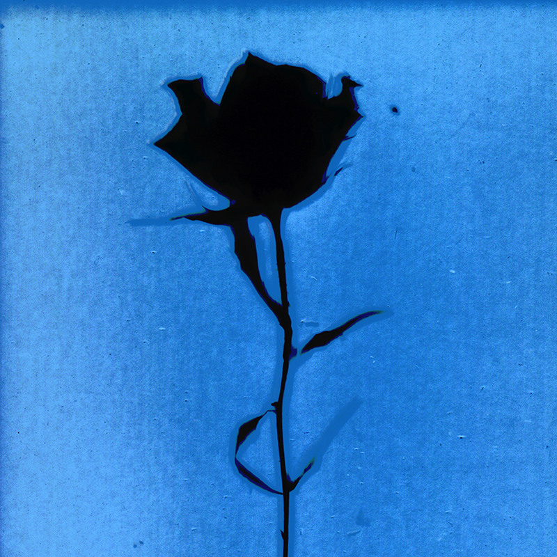 Rose.  Altered Lumen Print from the Series, In My Courtyard.  ag_0000_4134  Color Rights Managed Image Copyright © 2014 Ann Giordano All Rights Reserved 
