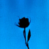 Rose.  Altered Lumen Print from the Series, In My Courtyard.  ag_0000_4135 Color Rights Managed Image Copyright © 2014 Ann Giordano All Rights Reserved 
