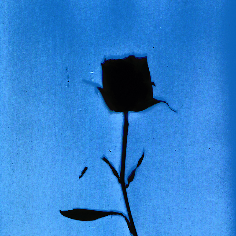 Rose.  Altered Lumen Print from the Series, In My Courtyard.  ag_0000_4136  Color Rights Managed Image Copyright © 2014 Ann Giordano All Rights Reserved 