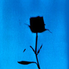 Rose.  Altered Lumen Print from the Series, In My Courtyard.  ag_0000_4136  Color Rights Managed Image Copyright © 2014 Ann Giordano All Rights Reserved 